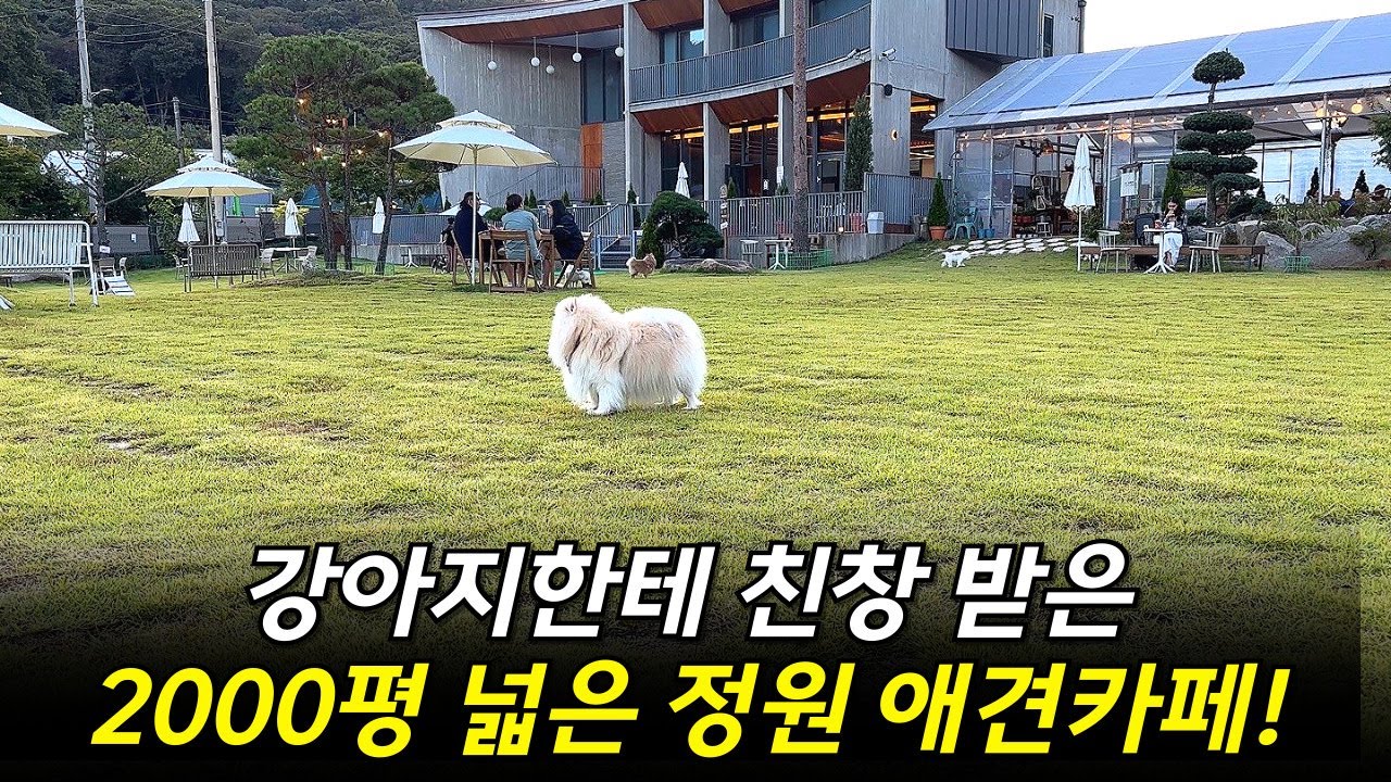 인스타에서 좋다고 난리 난 애견카페 