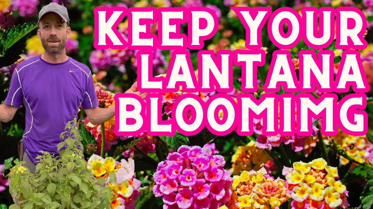 Keep Your Lantana Blooming All Season Long by Deadheading