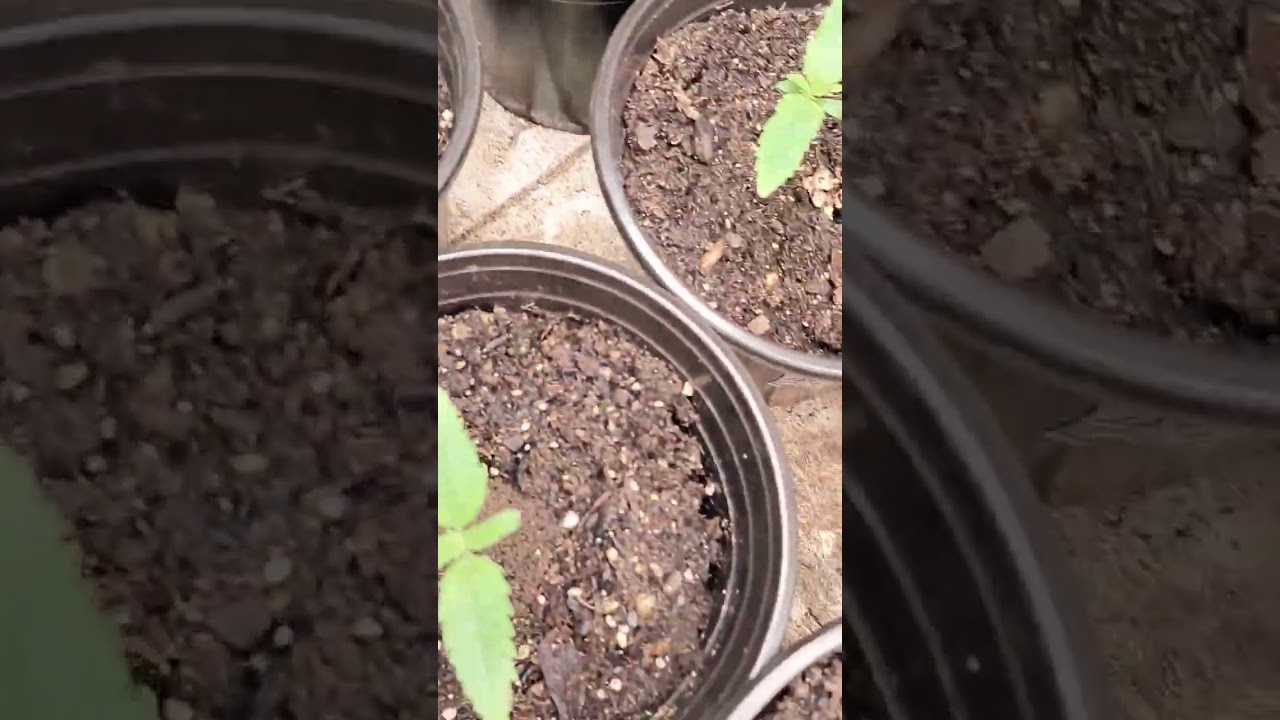 pure landrace indicas #indica #landrace