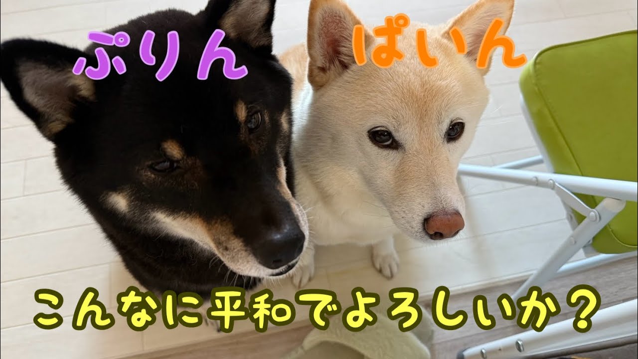 平凡な中に成長が見られた柴犬兄妹