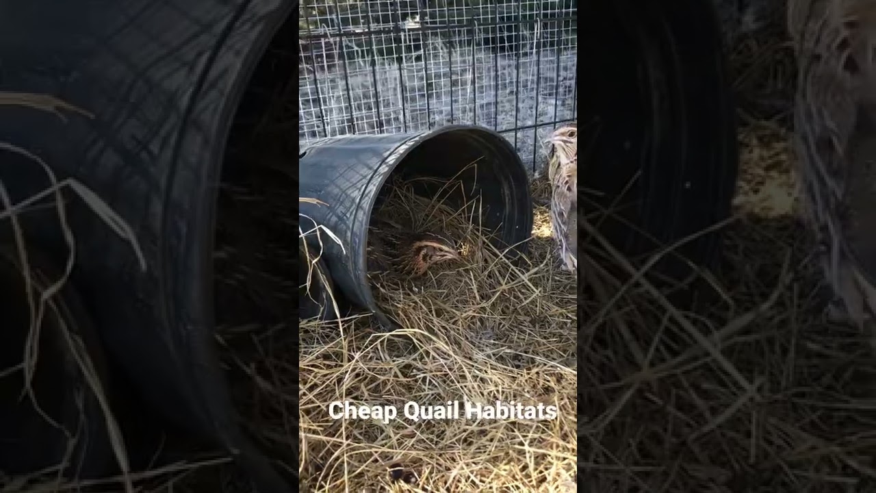 We used extra planters for our quails to make their nest out of.
