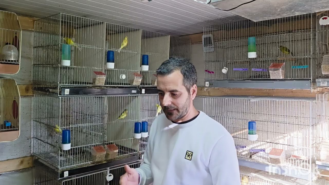 Hablamos de la preparacion con la vitamina del celo (FERTIBIRD,VITAMINA E +SELENIO) y el fertibol🐦🐦🕊
