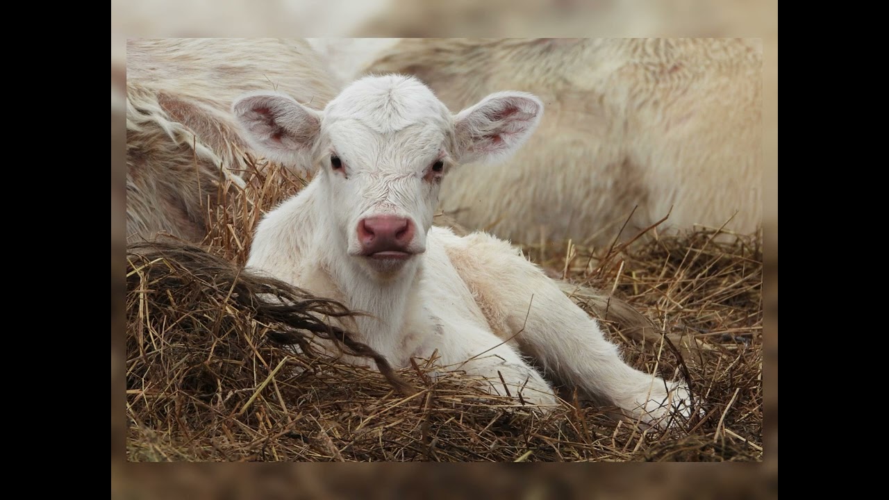 Life on the Farm