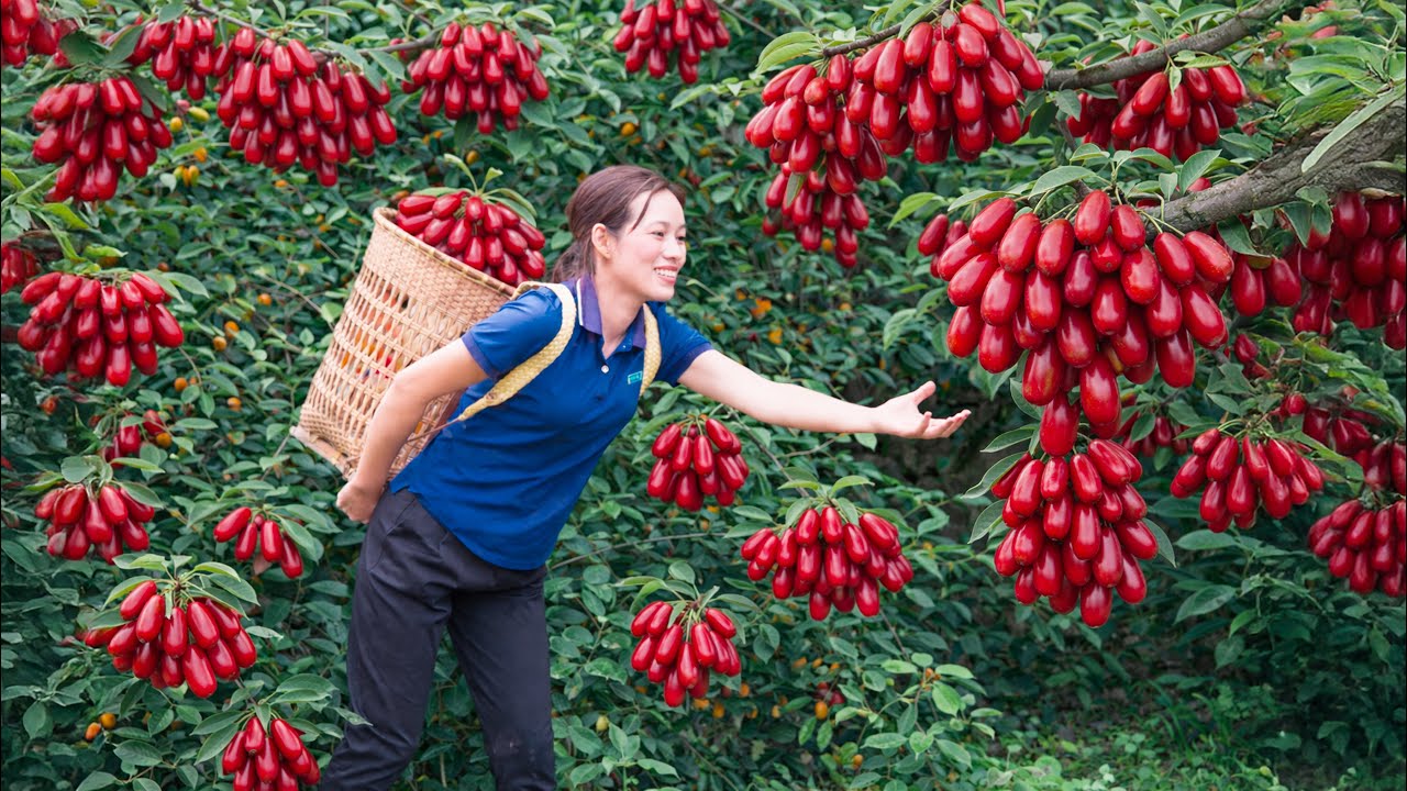 Harvesting Ripe Red Elaeagnus Fruit in the Mountain Garden | Sweet Wild Harvest Season