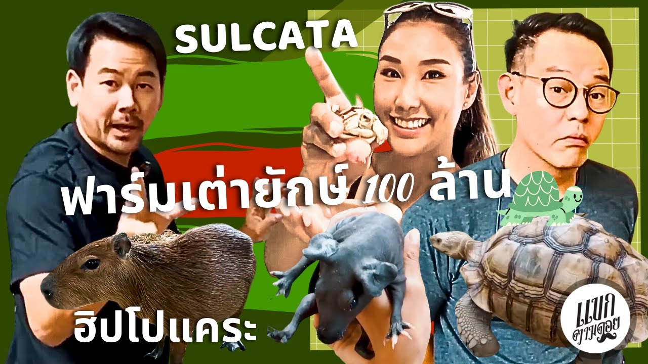 ฟาร์มเต่ายักษ์ 100ล้าน สัตว์เลี้ยง สัตว์แปลก เต่าซูคาต้า sulcata : แขกตามดอย