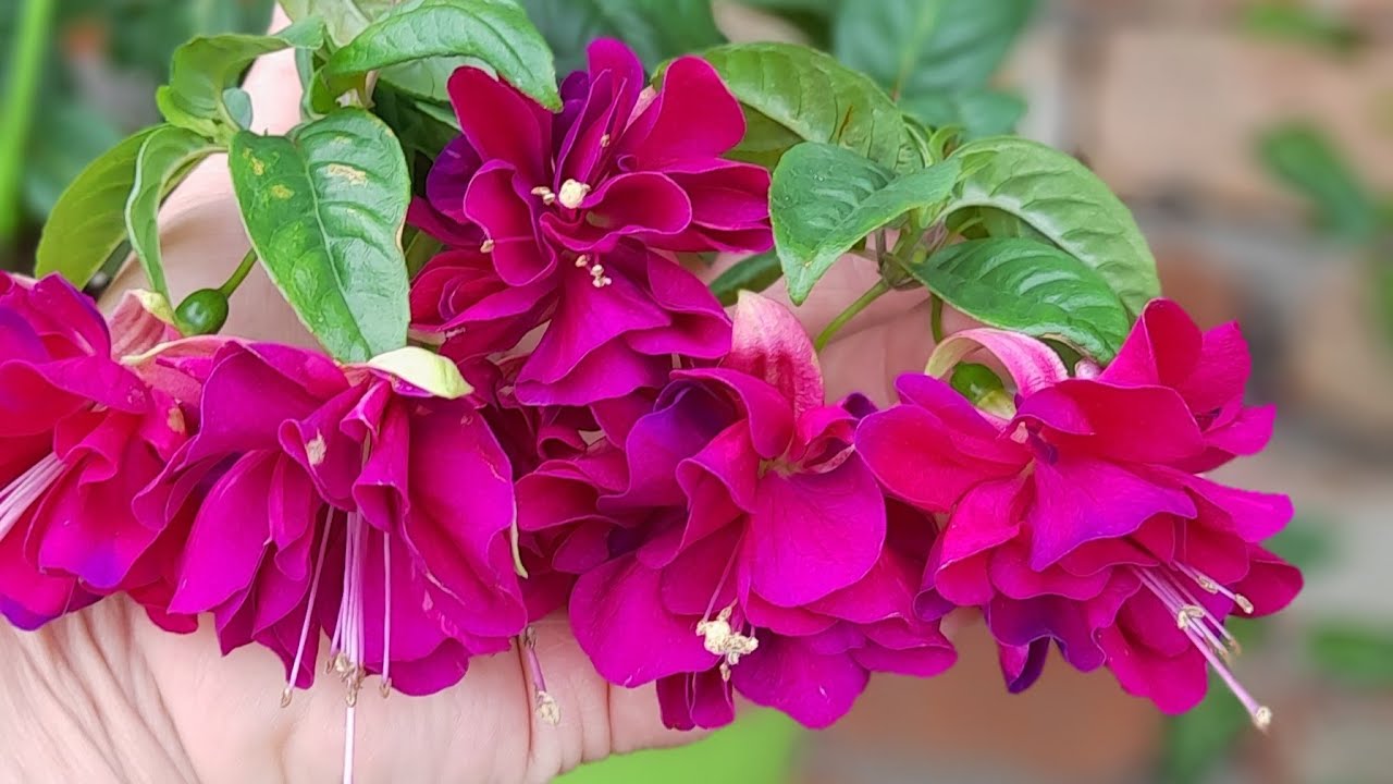 🌺Фуксия-формирую на третий день укоренения ‼️как 🤔❓❓❓результат в конце видео👍🌺🌺#фуксия
