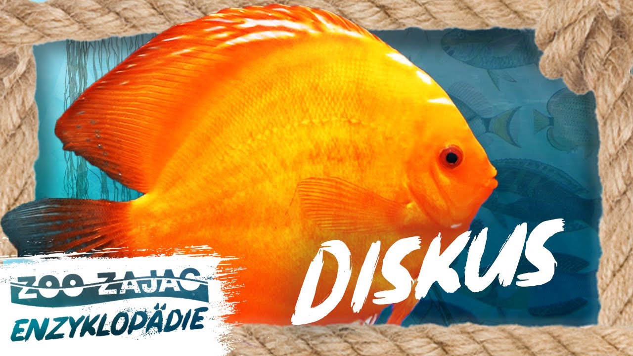 EURE MAJESTÄT, DER DISKUS | FISCHENZYKLOPÄDIE | ZOO ZAJAC