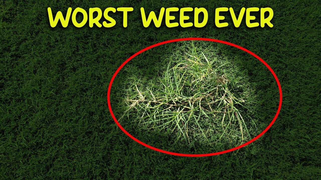 This Weed Is WORSE Than Crabgrass / Kill Kikuyu & Crabgrass At The Same Time
