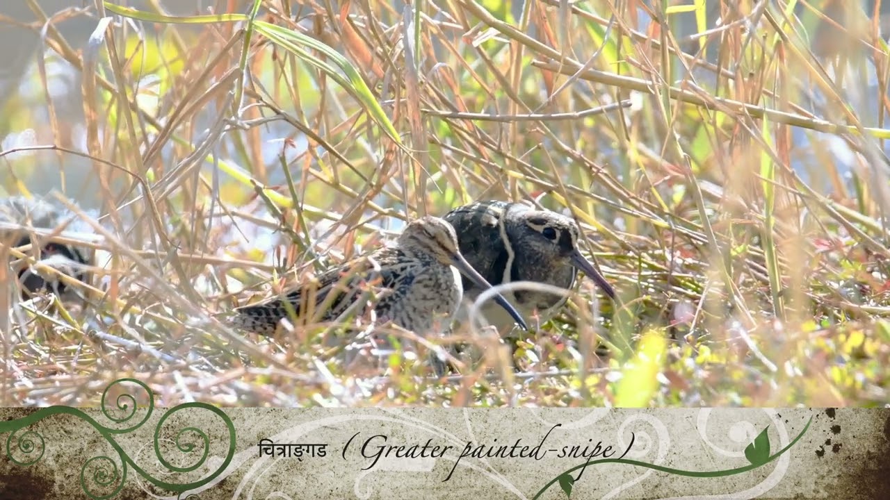 Greater Painted-snipe (चित्राङ्गड) | Call | Rare & Beautiful Wetland Bird of Nepal