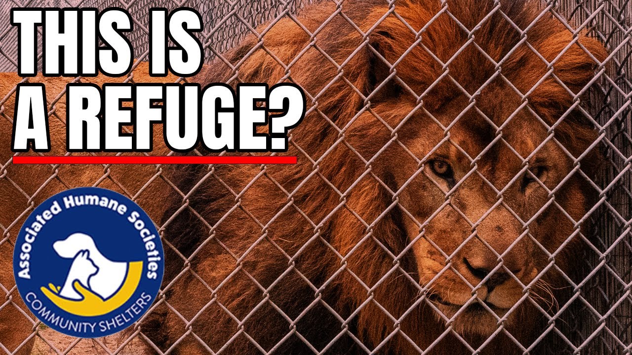Poor Lion And Tiger At An 