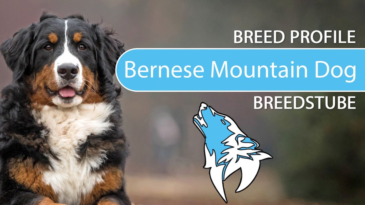 ► Bernese Mountain Dog Breed [2020] Temperament & Training