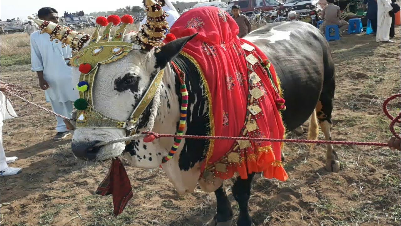 Padshan mela karah vlog......