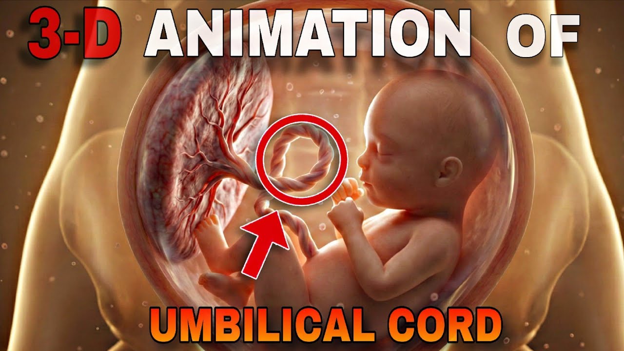 &ldquo;What Is the Umbilical Cord? Structure & Role Explained&rdquo;
