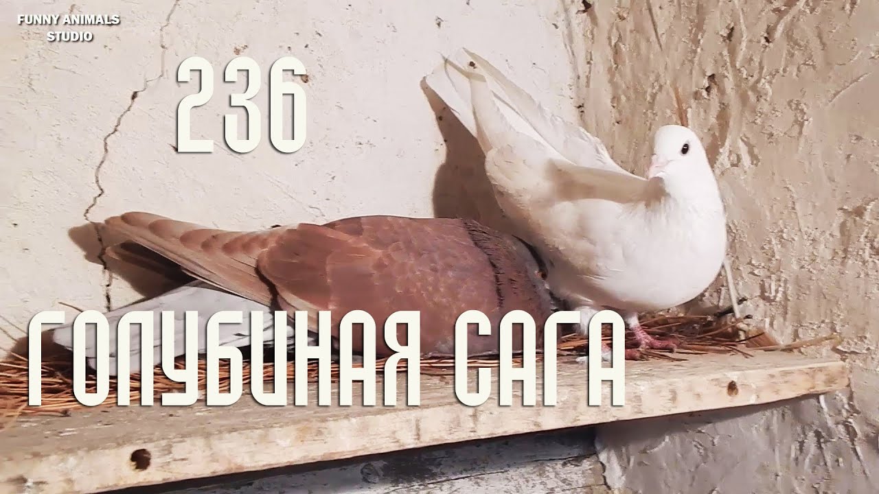Голубиная сага (Серия 236) Снежинка заболела? И обо всём понемногу