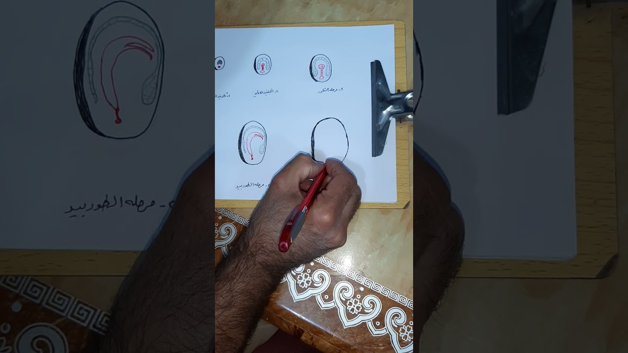رسم التكوين الجنيني لنبات من ذوات الفلقتين.