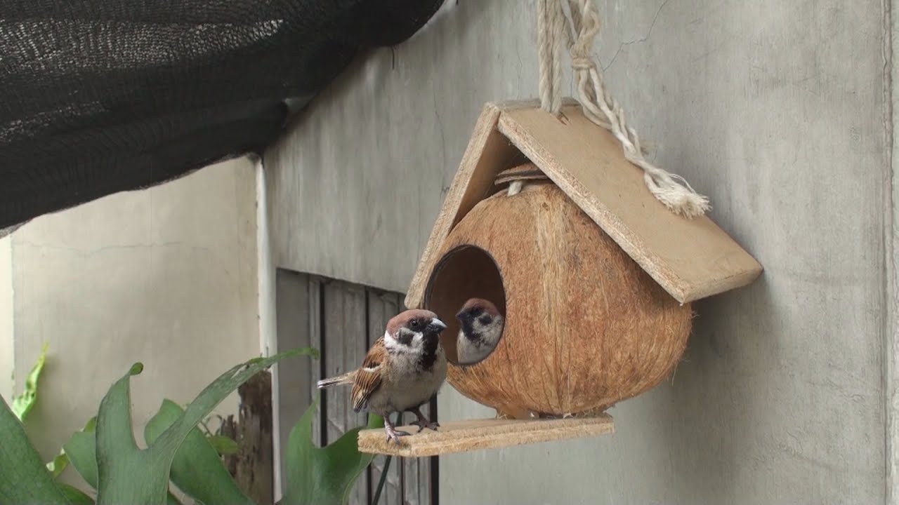 How to make Bird House from Coconut Shell | Coconut Shell Crafts