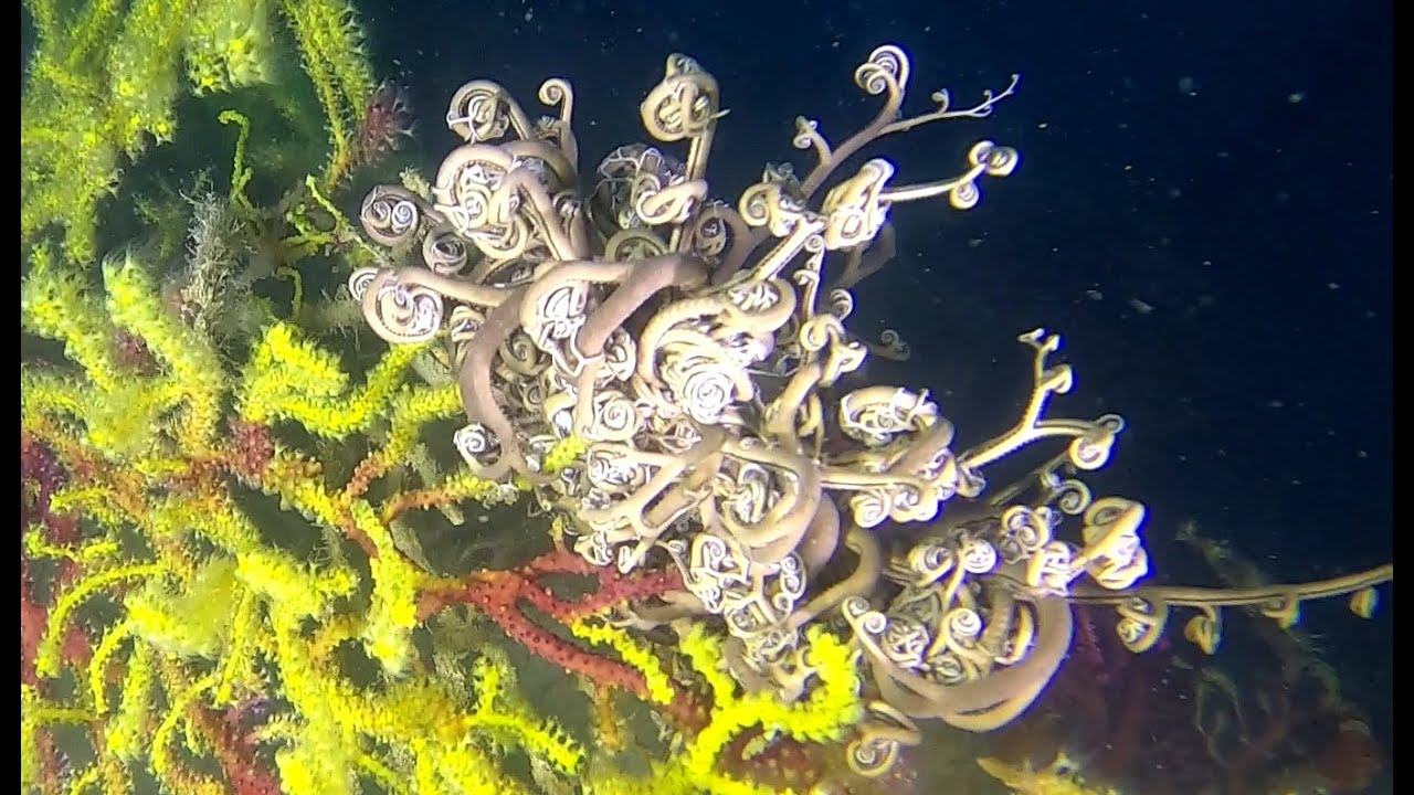 Basket Star - Astrospartus mediterraneus - Stella Gorgone