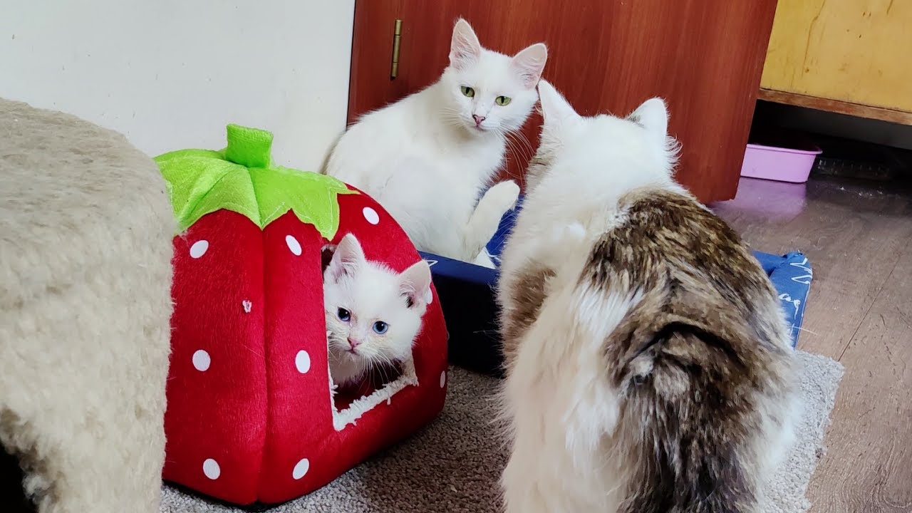 Кошка-мама и её игривые котята. Кошка-мама показывает им, как играть с игрушкой.