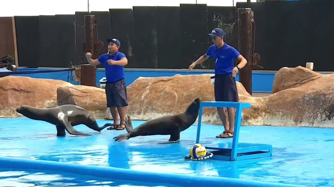 DANCING SEA LIONS - Ocean Park Manila #sealions #sealionshow #oceanpark