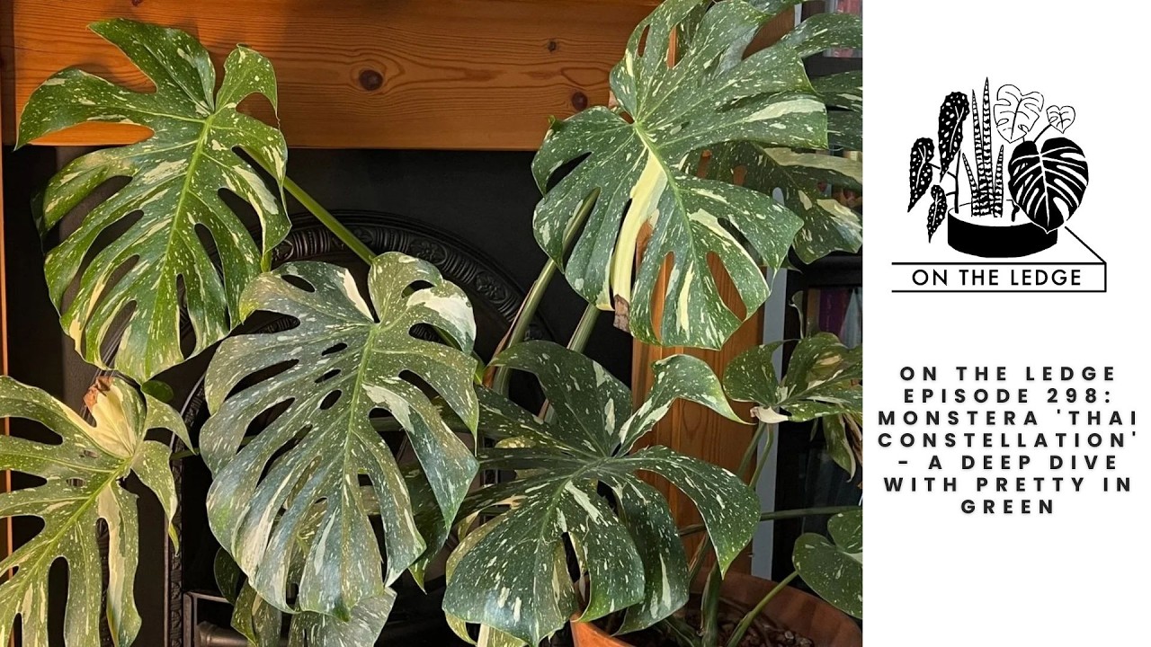 On The Ledge Episode 298: Monstera 'Thai Constellation'