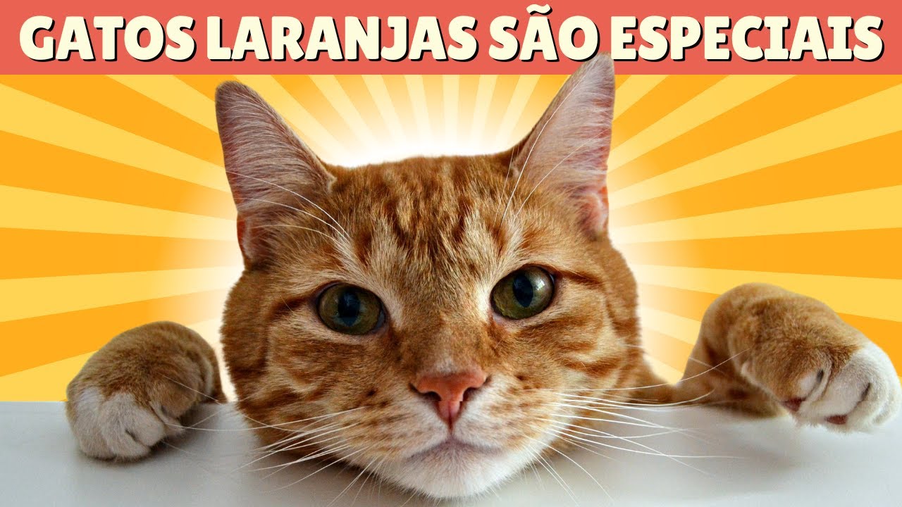 GATO LARANJA É ATENTADO? | Gato laranja personalidade