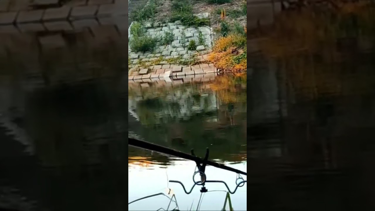 Stille Wasser, gro&szlig;e Fische &ndash; Kanalangeln in MOL