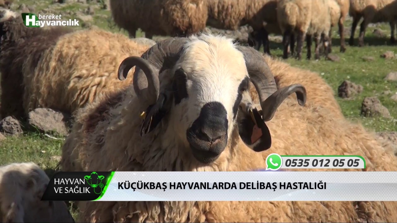 Hayvan Ve Sağlık | Solunum Sistemi Hastalıkları