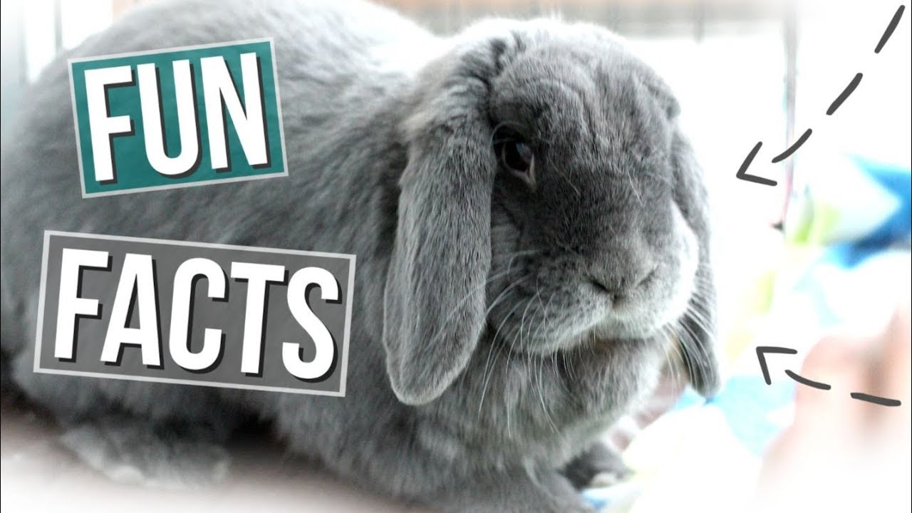 15 Fun Facts About Rabbits