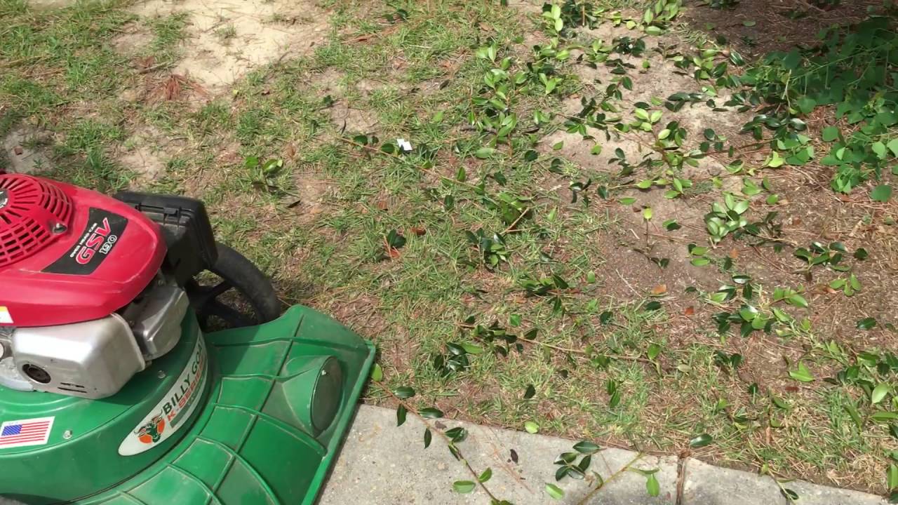 Billy Goat- hedge trimmings