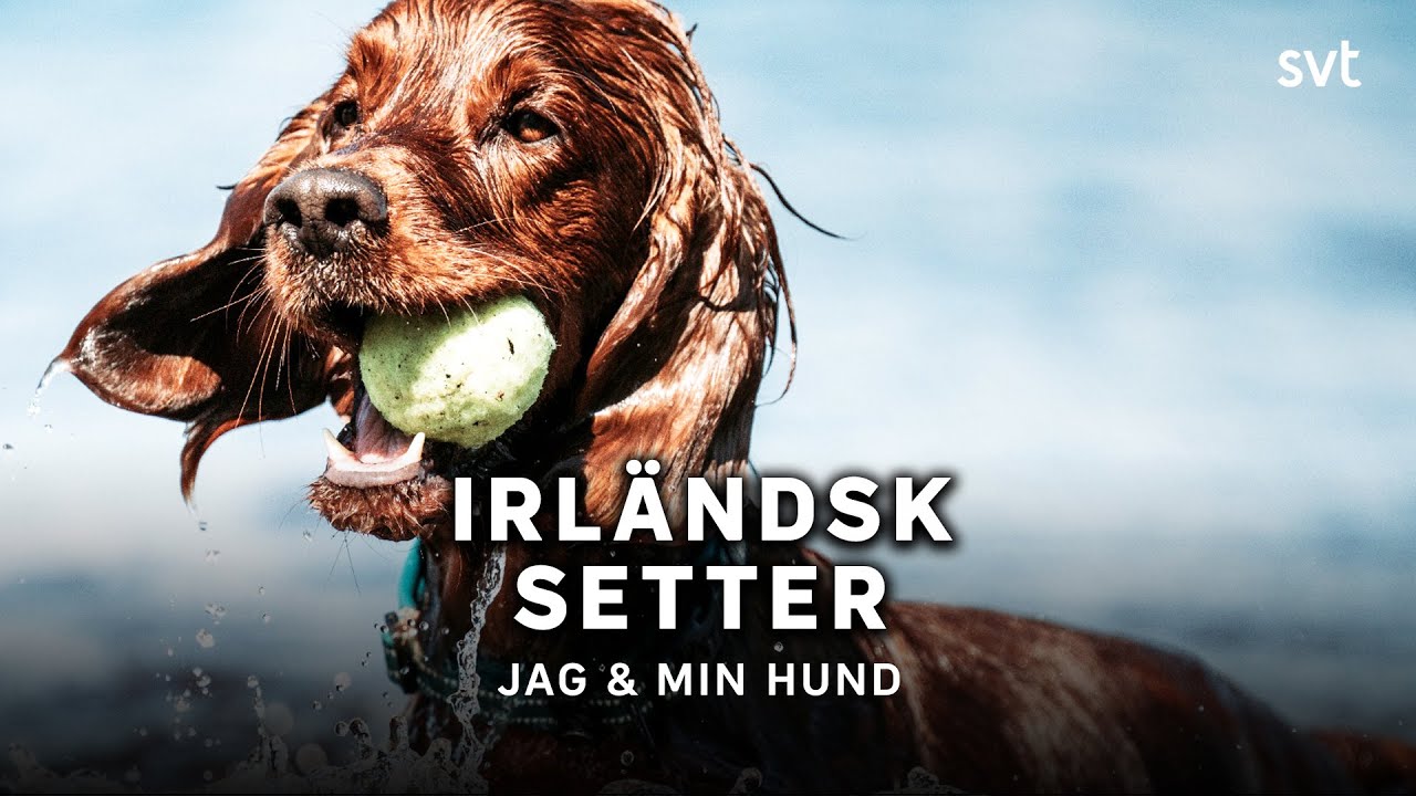 Vilken hund ska jag välja? | Irländsk setter | SVT