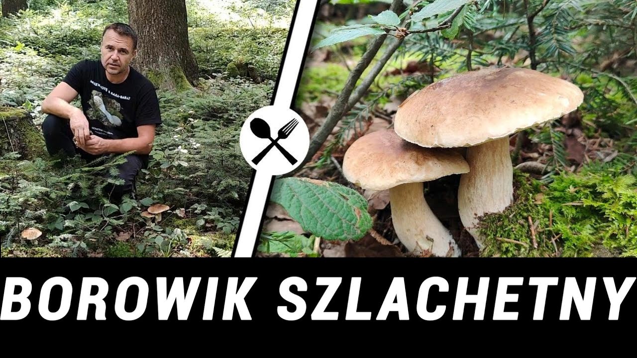 Borowik szlachetny - Prawdziwek - poszukiwany mieszkaniec naszych lasów