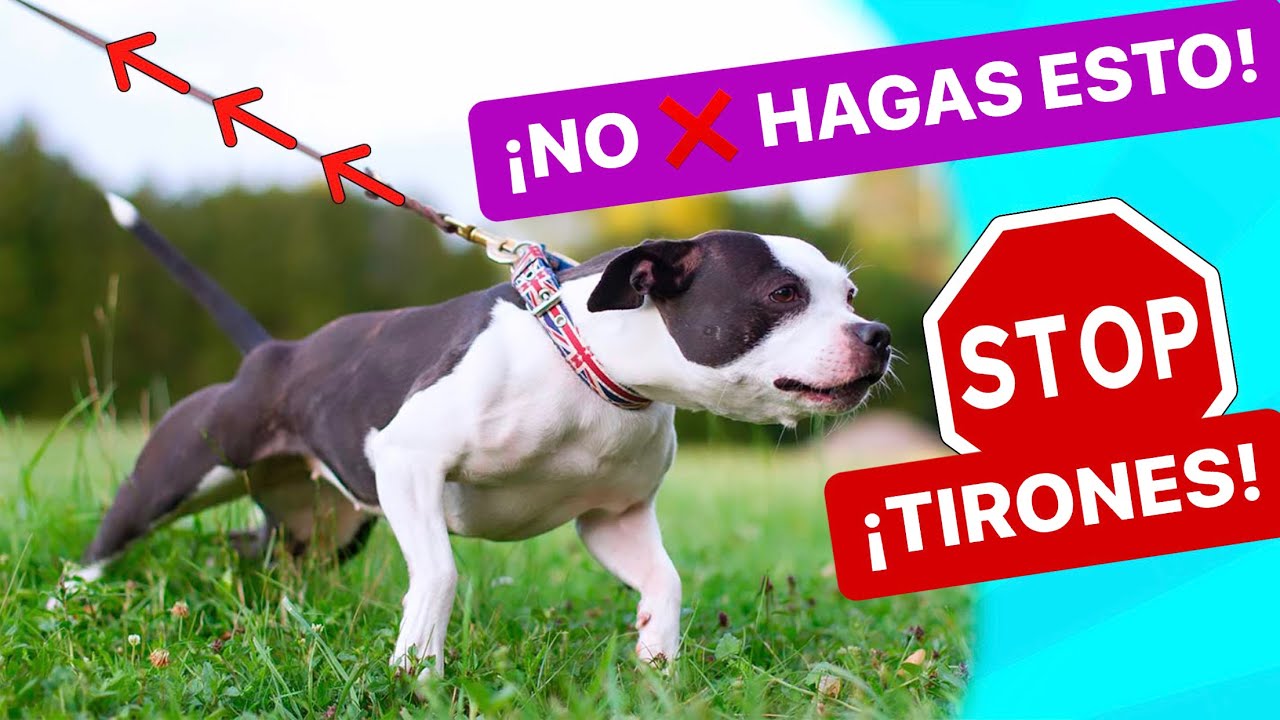 ¿POR QUÉ mi PERRO TIRA de la CORREA? 😱 ¿ES NORMAL? ⚠️