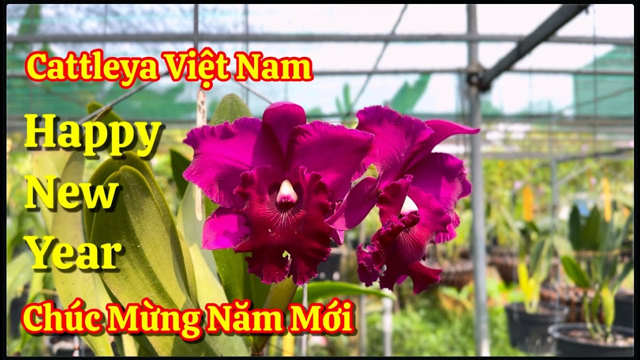 CATTLEYA Việt Nam Chúc tất cả năm mới an khang thịnh vượng vạn sự như ý  #cattleyavietnam