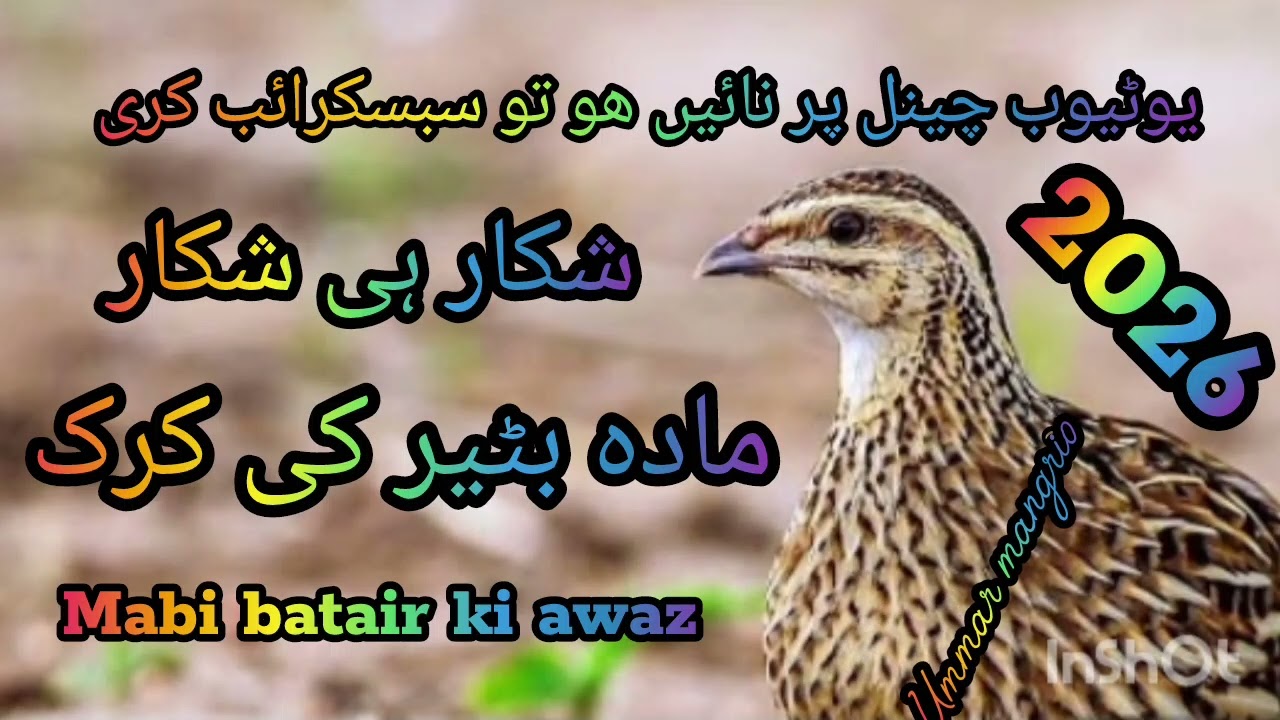 Female batair ki awaz/mabi batair ki awaz/female quail sound/female quail calling2026#batairkashikar