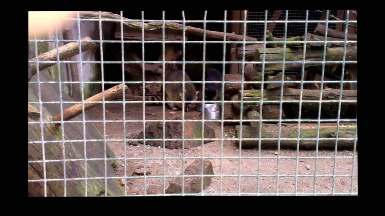 Köbe Tierpark 2013