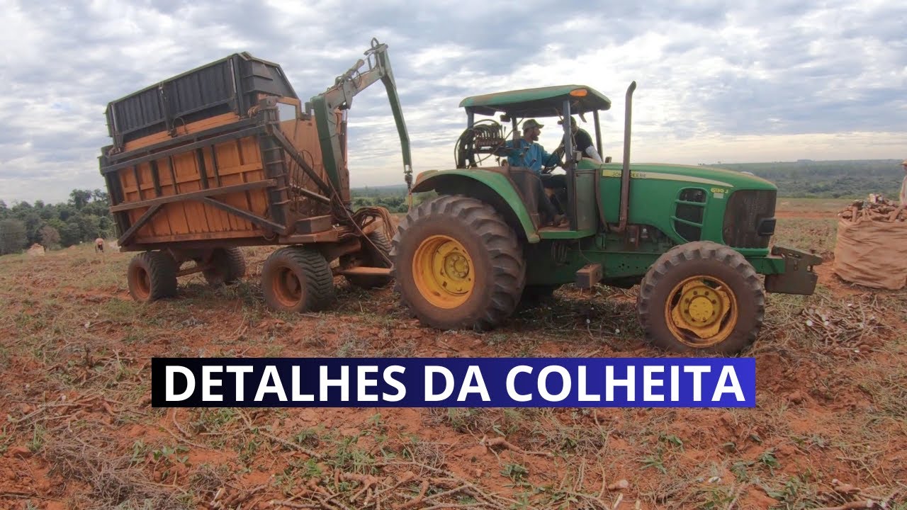COLHEITA DE ROÇA DE MANDIOCA - parte 2