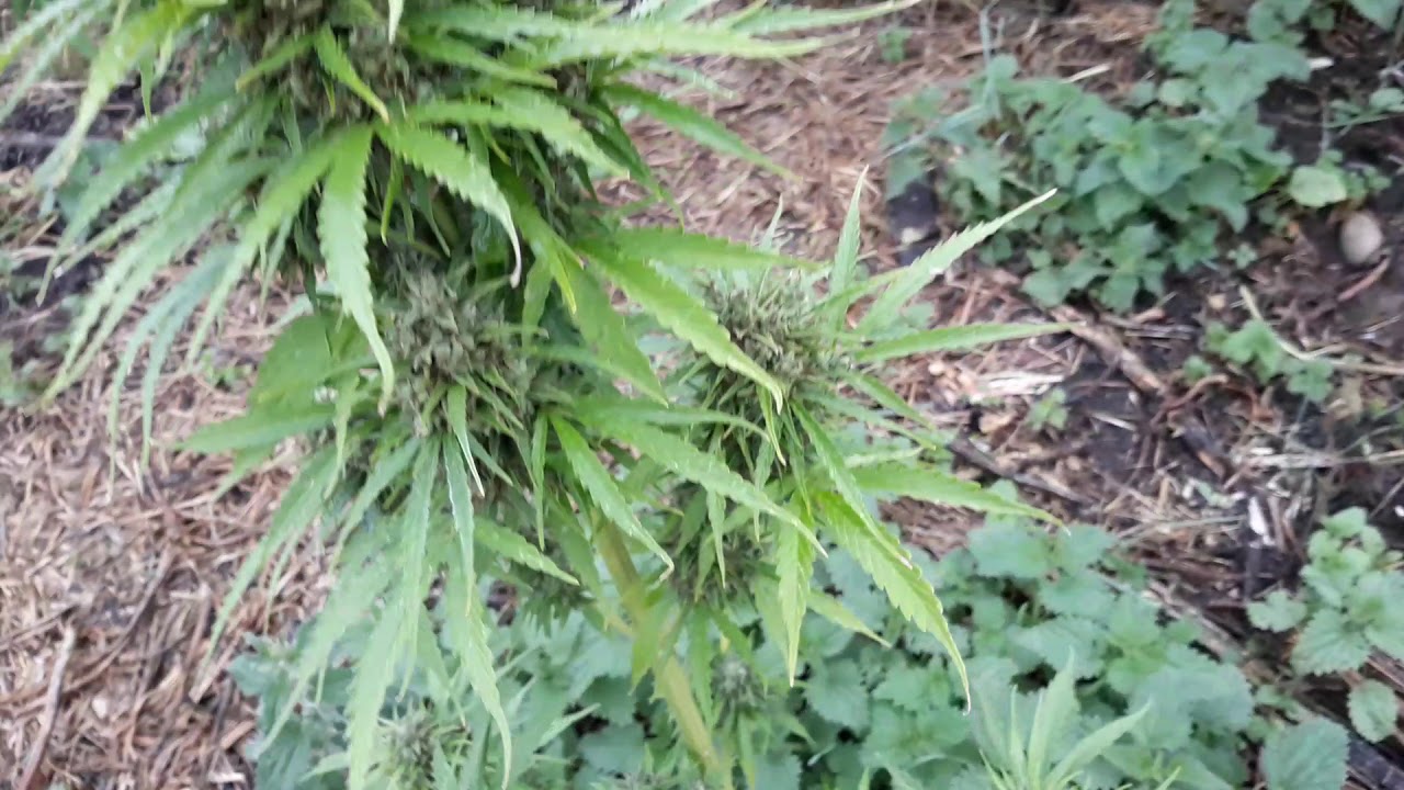 AutoMazar from Dutch passion - Harvest time