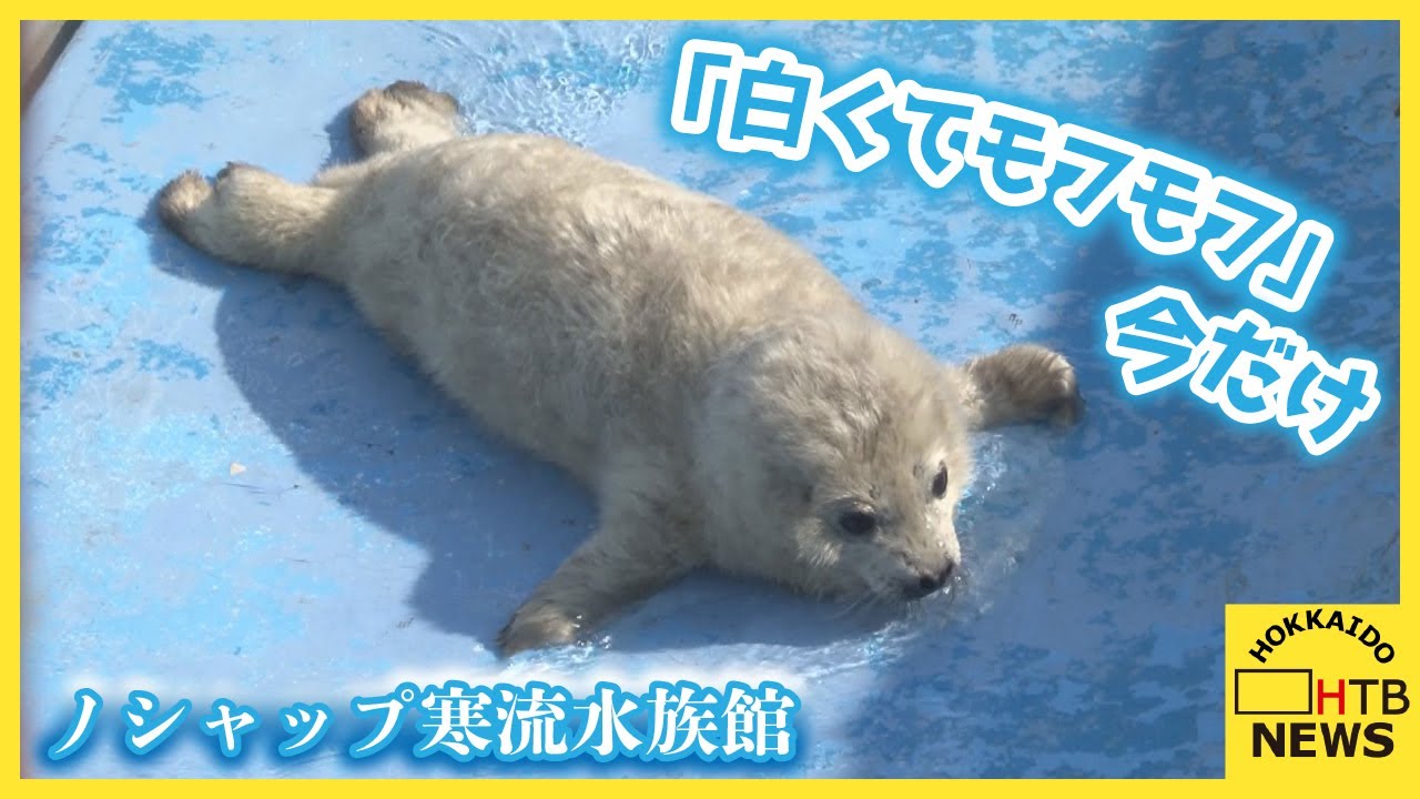 「白くてモフモフ」は今だけ　産まれたばかりのアザラシ　愛らしい姿が人気　ノシャップ寒流水族館　稚内