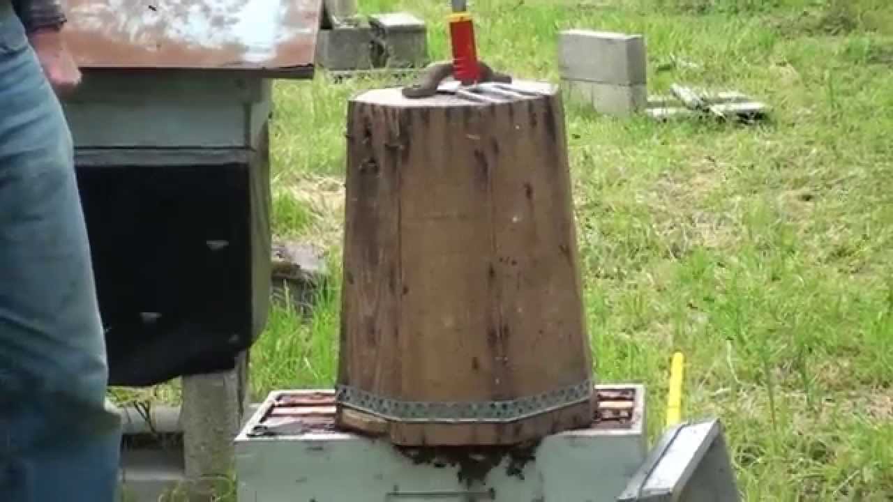 Abeilles. Récupération d'un essaim posé à grande hauteur