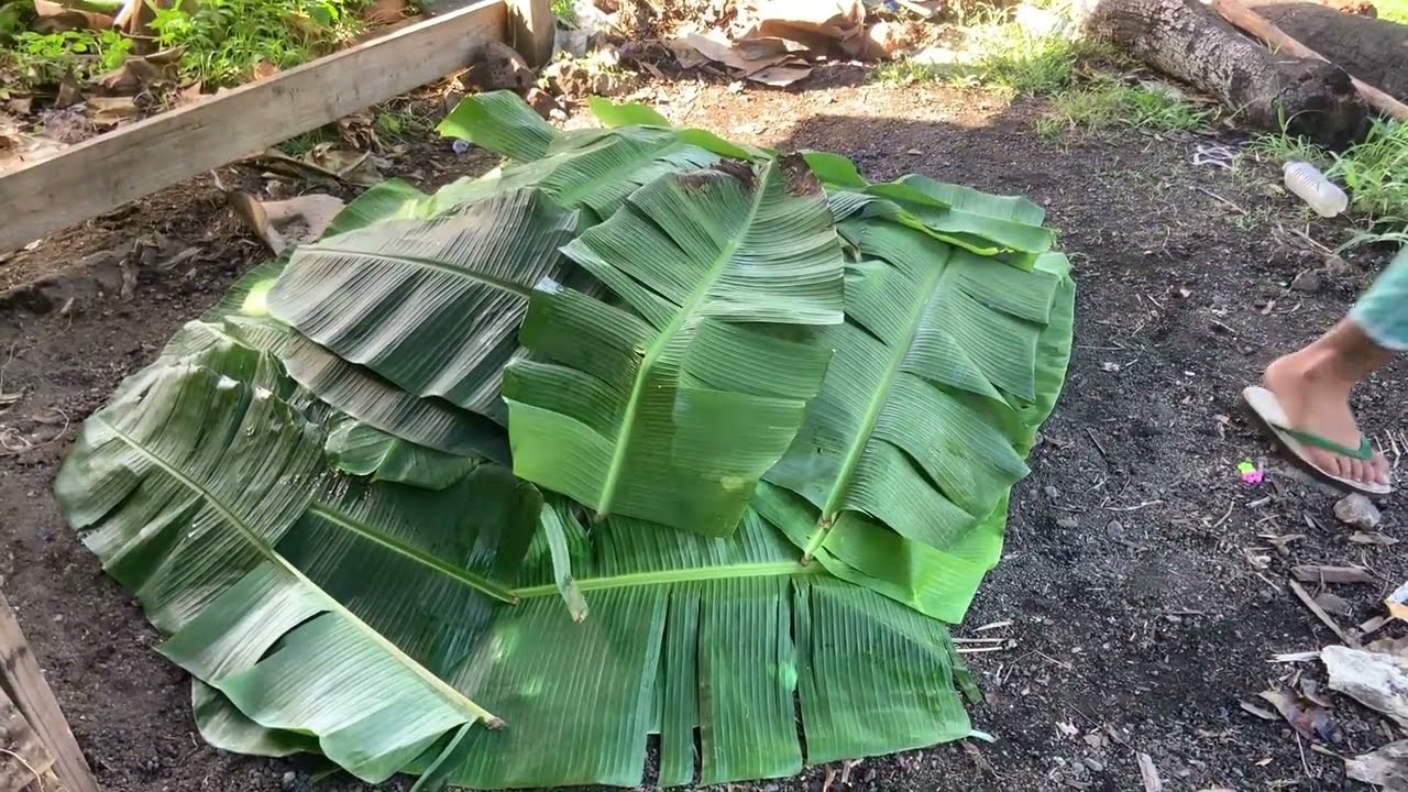 HOW TO COOK ROAST PIG (LECHON) in American Samoa ? | Samoan Style | Hello World #LITSON #LECHON