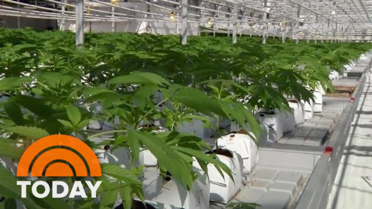 Canada Legalizes Recreational Pot: What US Tourists Should Know | TODAY