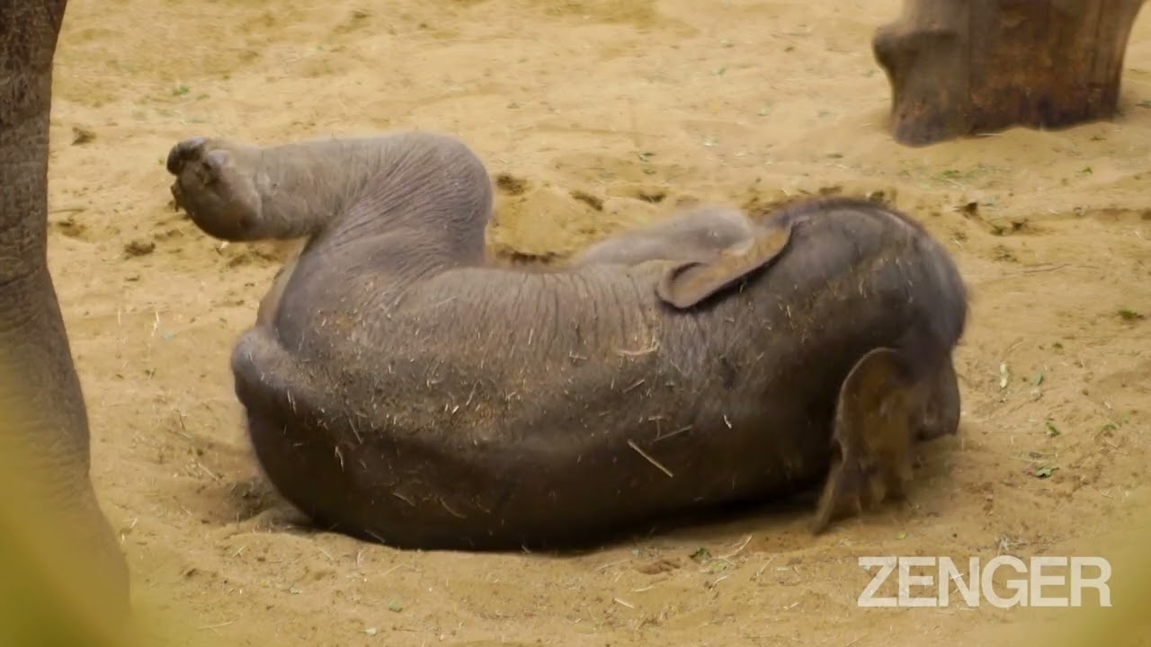 Adorable Newborn Elephant Calf Sticks Close To Mum