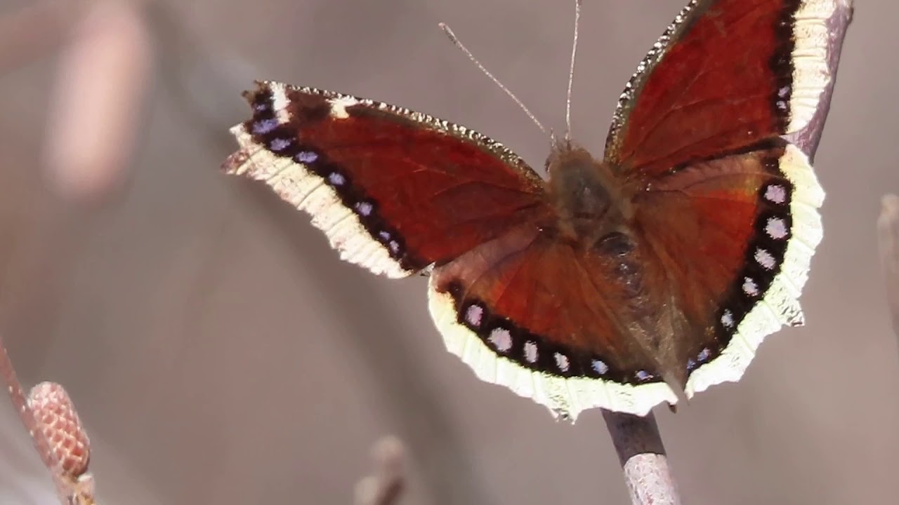 Canon SX70 HS Superzoom Nature Clips