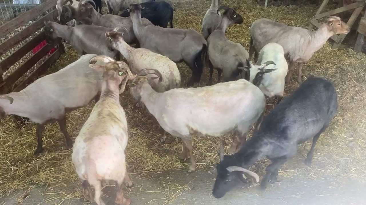schapen scheren en afscheid schaapskudde Balloërveld