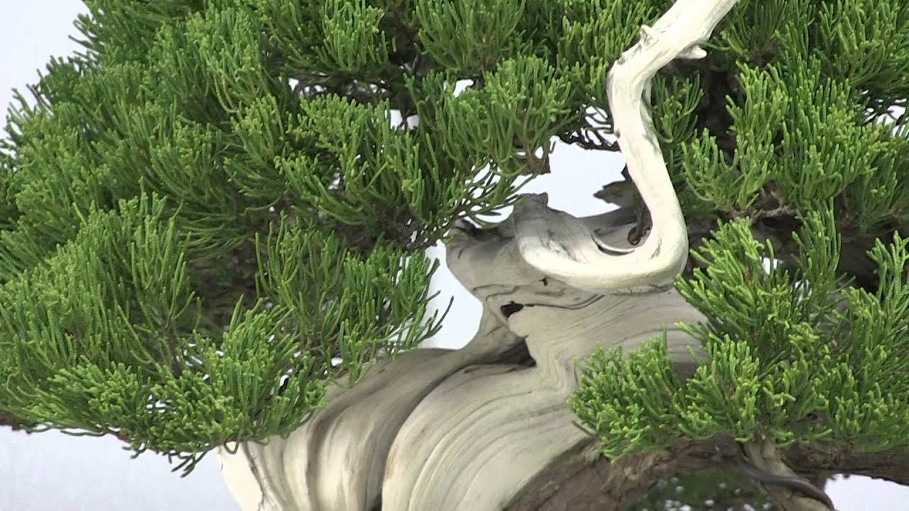 第41回日本盆栽作風展Ⅱ