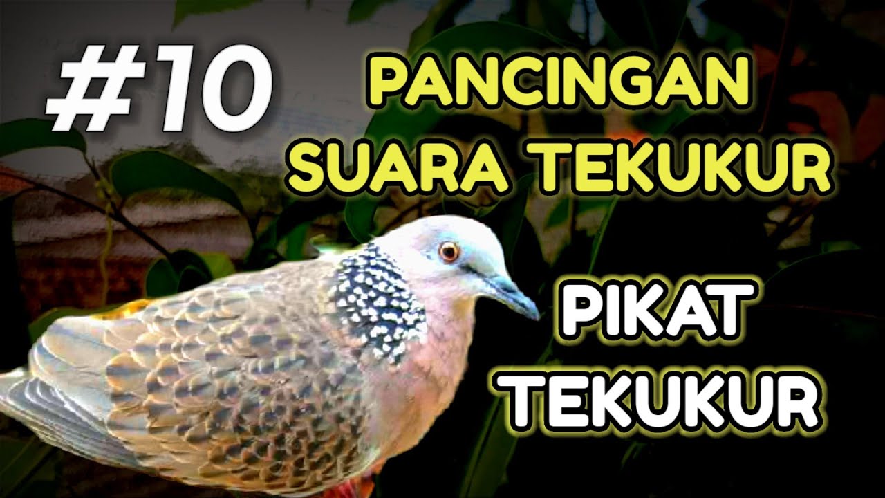 Masteran Suara Pikat Tekukur Sangat Jitu Untuk Pancingan Di Alam Liar