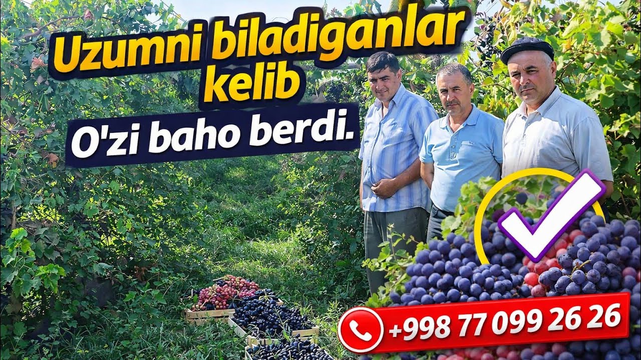 Uzumni biladiganlar kelib, o‘zi baho berdi. 