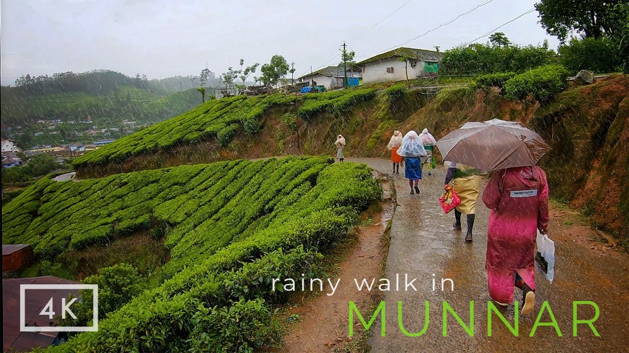 Relaxing rainy day visuals from a Munnar Walk | ASMR rain sounds | Rainy mood | Kerala