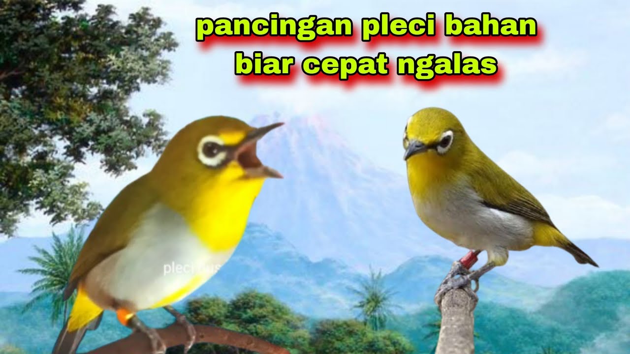 Pleci Gacor Ngalas,Pancingan Pleci Bahan Biar Ngalas || Pancingan Pleci Gacor