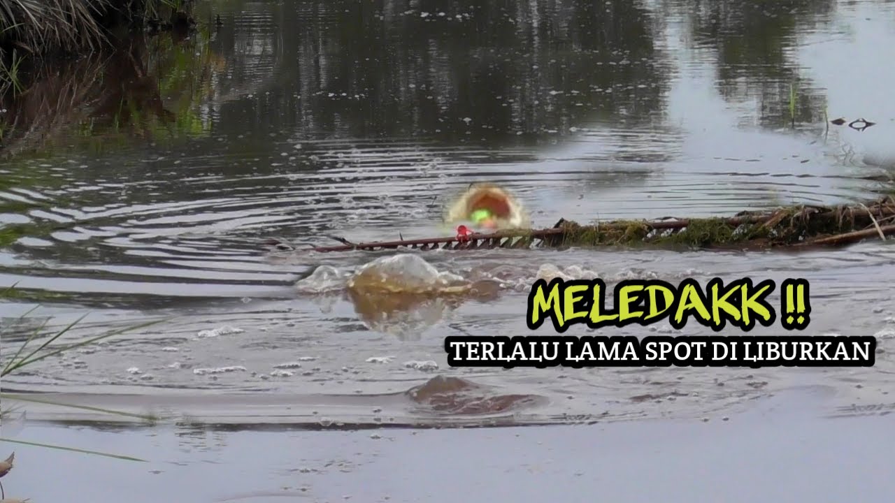 MELEDAKK !! CASTING IKAN GABUS DI SPOT YANG LAMA TIDAK DIPANCING SIZE IDAMAN SEMUA #AS-178